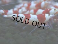 102　H【決算スペシャル】ブランドレッドビー100連発！！三好池のトシ
