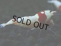 132　H【決算スペシャル】ブランドレッドビー100連発！！パヨ