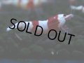 115　H【決算スペシャル】ブランドレッドビー100連発！！三好池のトシ