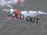 183　H【決算スペシャル】ブランドレッドビー100連発！！涼風シュリンプ