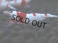 183　H【決算スペシャル】ブランドレッドビー100連発！！涼風シュリンプ
