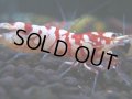 050　H【決算スペシャル】超特価！いきなりサヤチャンス100連発！