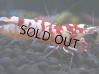 050　H【決算スペシャル】超特価！いきなりサヤチャンス100連発！