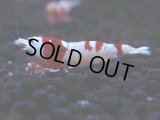 149　H【決算スペシャル】ブランドレッドビー100連発！！Y’ｓBee