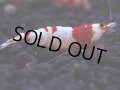 171　H【決算スペシャル】ブランドレッドビー100連発！！ebi squid