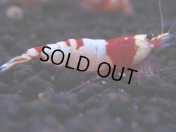 画像1: 171　H【決算スペシャル】ブランドレッドビー100連発！！ebi squid