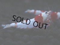 200　H【決算スペシャル】ブランドレッドビー100連発！！涼風シュリンプ