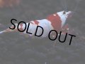 175　H【決算スペシャル】ブランドレッドビー100連発！！ebi squid