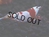 175　H【決算スペシャル】ブランドレッドビー100連発！！ebi squid