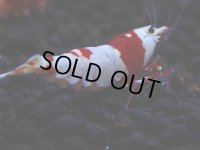 175　H【決算スペシャル】ブランドレッドビー100連発！！ebi squid