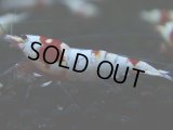 131　H【決算スペシャル】ブランドレッドビー100連発！！パヨ