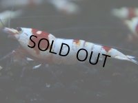 131　H【決算スペシャル】ブランドレッドビー100連発！！パヨ