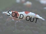 107　H【決算スペシャル】ブランドレッドビー100連発！！三好池のトシ