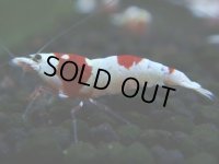 107　H【決算スペシャル】ブランドレッドビー100連発！！三好池のトシ