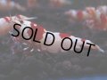 166　H【決算スペシャル】ブランドレッドビー100連発！！ebi squid