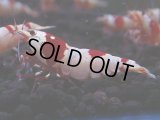 166　H【決算スペシャル】ブランドレッドビー100連発！！ebi squid
