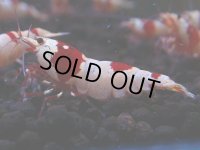 166　H【決算スペシャル】ブランドレッドビー100連発！！ebi squid
