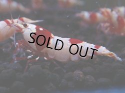画像1: 166　H【決算スペシャル】ブランドレッドビー100連発！！ebi squid