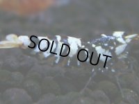 025　H【決算スペシャル】超特価！いきなりサヤチャンス100連発！