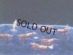 画像4: 1006　H【決算スペシャル！】初登場！Fan Shrimp レッドシュガー ここからでも出る！ 画像プラケ内丸ごとセット