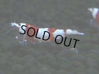 119　H【決算スペシャル】ブランドレッドビー100連発！！三好池のトシ