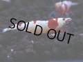 177　H【決算スペシャル】ブランドレッドビー100連発！！ebi squid