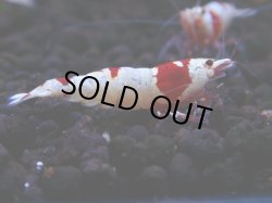 画像1: 177　H【決算スペシャル】ブランドレッドビー100連発！！ebi squid
