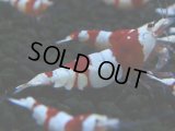 116　H【決算スペシャル】ブランドレッドビー100連発！！三好池のトシ