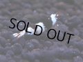 162　H【決算スペシャル】ブランドレッドビー100連発！！ebi squid
