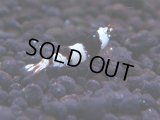 162　H【決算スペシャル】ブランドレッドビー100連発！！ebi squid
