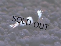 162　H【決算スペシャル】ブランドレッドビー100連発！！ebi squid