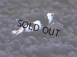 画像1: 162　H【決算スペシャル】ブランドレッドビー100連発！！ebi squid