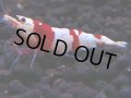 179　H【決算スペシャル】ブランドレッドビー100連発！！ebi squid