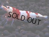 179　H【決算スペシャル】ブランドレッドビー100連発！！ebi squid