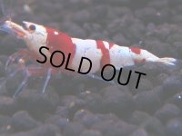 179　H【決算スペシャル】ブランドレッドビー100連発！！ebi squid