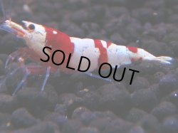 画像1: 179　H【決算スペシャル】ブランドレッドビー100連発！！ebi squid