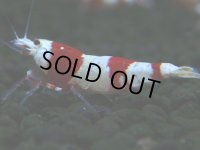112　H【決算スペシャル】ブランドレッドビー100連発！！三好池のトシ