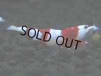 110　H【決算スペシャル】ブランドレッドビー100連発！！三好池のトシ