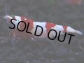 167　H【決算スペシャル】ブランドレッドビー100連発！！ebi squid