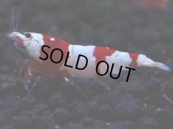画像1: 167　H【決算スペシャル】ブランドレッドビー100連発！！ebi squid
