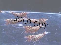 画像3: 1006　H【決算スペシャル！】初登場！Fan Shrimp レッドシュガー ここからでも出る！ 画像プラケ内丸ごとセット