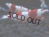 182　H【決算スペシャル】ブランドレッドビー100連発！！涼風シュリンプ