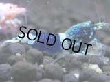026　H【決算スペシャル】超特価！いきなりサヤチャンス100連発！