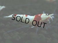 137　H【決算スペシャル】ブランドレッドビー100連発！！パヨ