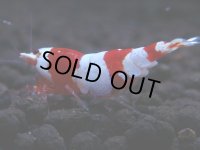 189　H【決算スペシャル】ブランドレッドビー100連発！！涼風シュリンプ