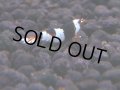 163　H【決算スペシャル】ブランドレッドビー100連発！！ebi squid