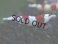 118　H【決算スペシャル】ブランドレッドビー100連発！！三好池のトシ
