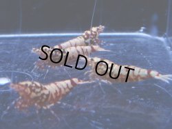 画像2: 1006　H【決算スペシャル！】初登場！Fan Shrimp レッドシュガー ここからでも出る！ 画像プラケ内丸ごとセット