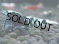 060　H【決算スペシャル】超特価！いきなりサヤチャンス100連発！