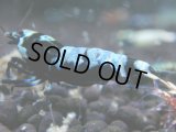 036　H【決算スペシャル】超特価！いきなりサヤチャンス100連発！